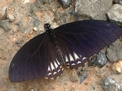 Papilio castor