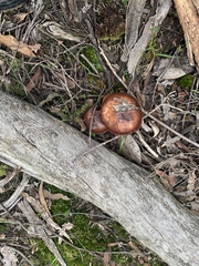 Cortinarius clelandii