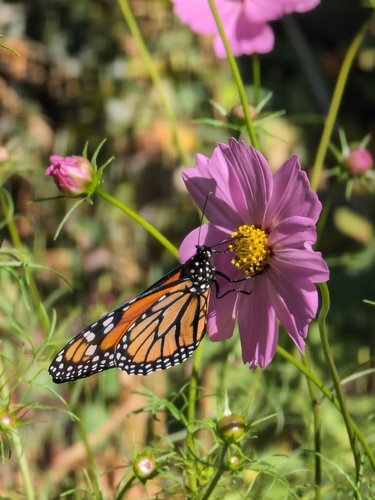 Monarch