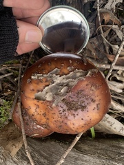Cortinarius clelandii