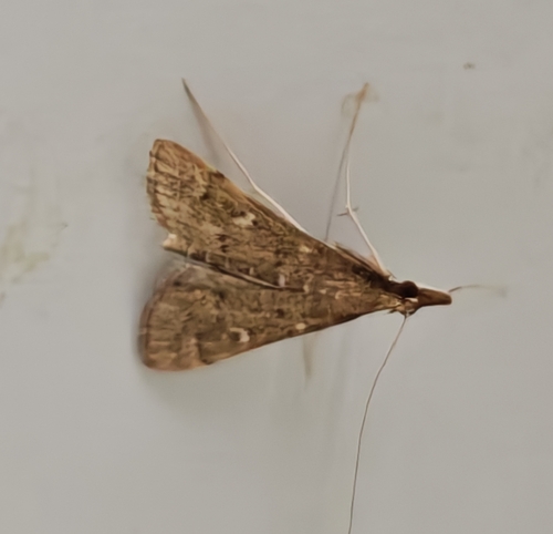 Long-legged China-mark
