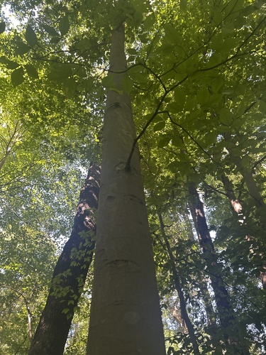 American beech