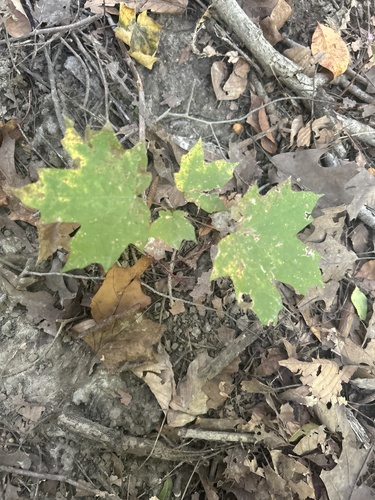 sugar maple