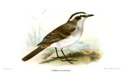 White-Browed Chat-Tyrant photo 3