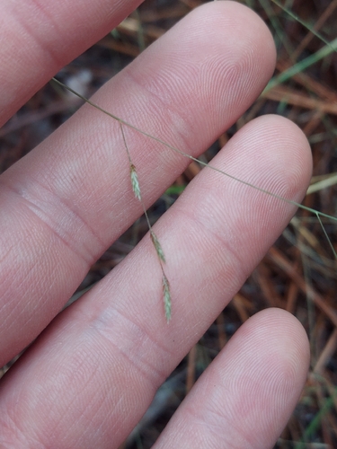 Eragrostis refracta observed 2026-10-04