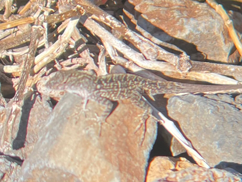 Anolis sagrei observed 2026-10-06