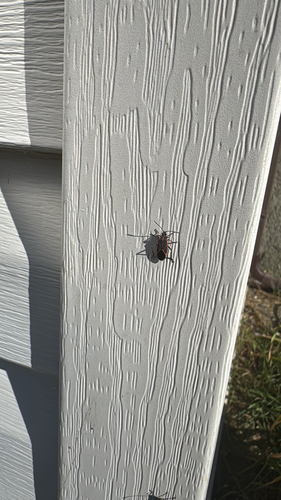 Eastern Boxelder Bug