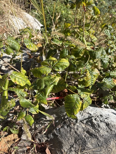 eastern poison ivy