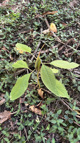 American pokeweed