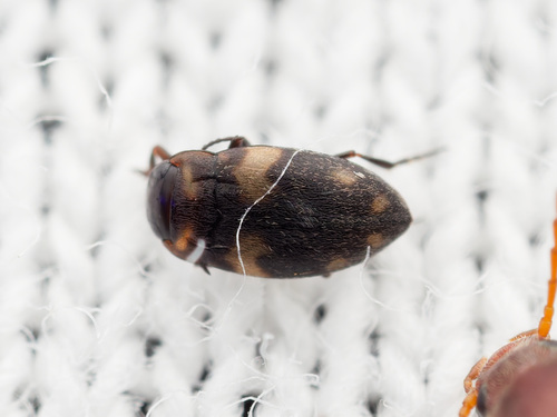 Neoclypeodytes