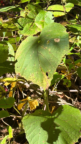 Vitis labrusca observed 2026-10-06