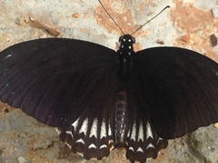 Papilio castor