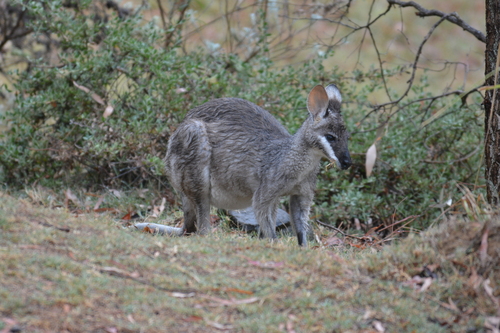 Whiptail Wallaby