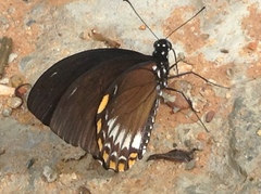 Papilio castor