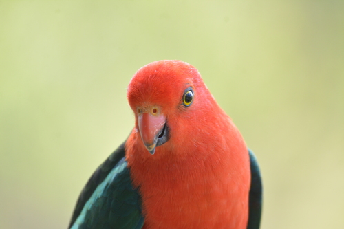 Australian King Parrot