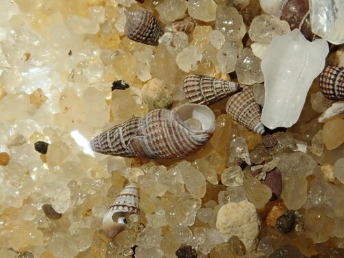 Bittiolum alternatum observed 2026-10-04