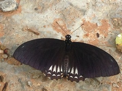 Papilio castor