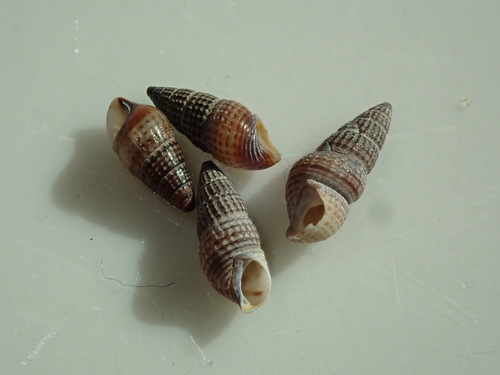 Bittiolum alternatum observed 2026-10-04