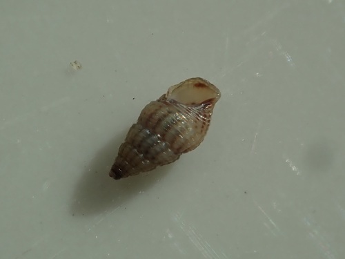 Bittiolum alternatum observed 2026-10-04