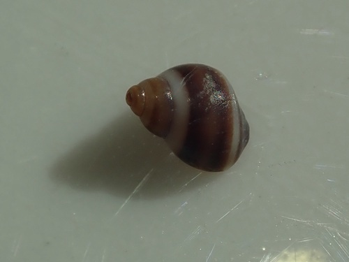 Lacuna vincta observed 2026-10-04