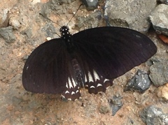 Papilio castor