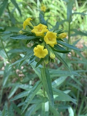 Lithospermum multiflorum