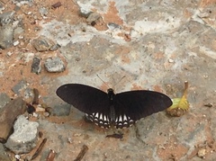 Papilio castor