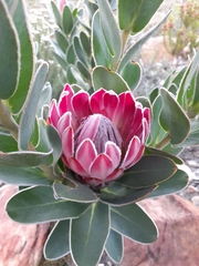 Protea × hybrida