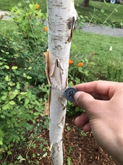 Betula utilis jacquemontii