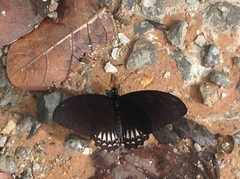 Papilio castor