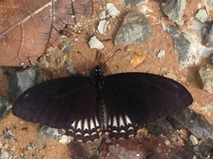 Papilio castor