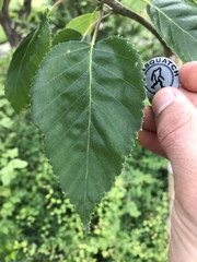 Betula utilis jacquemontii