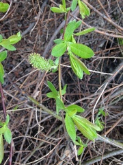 Salix pseudomonticola