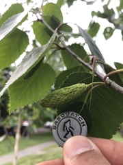 Betula utilis jacquemontii