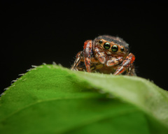 Simaethina