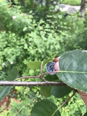 Betula utilis jacquemontii