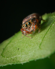 Simaethina