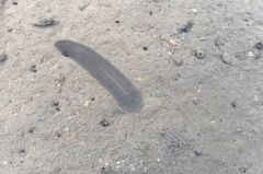 Limnostylochus