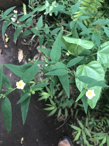 Sida rhombifolia observed 2026-10-05