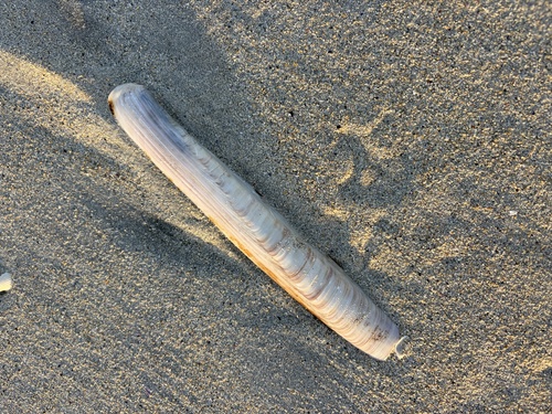 Ensis siliqua observed 2026-10-06