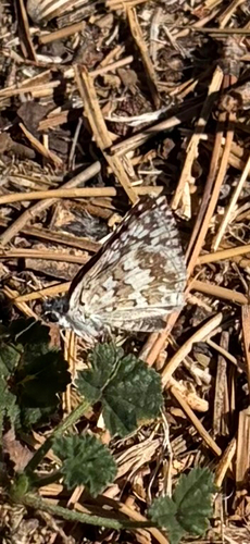 Common Checkered-Skipper seen in Sonoma Valley