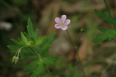 Geranium krameri