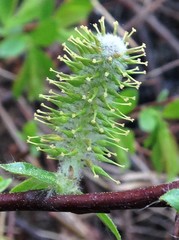 Salix pseudomonticola