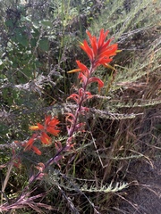 Castilleja subinclusa