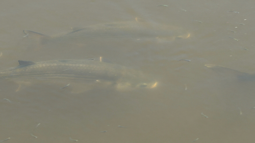 Sea Mullet