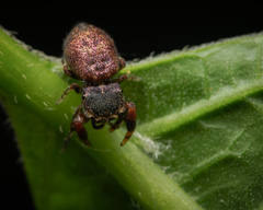 Simaethina