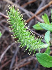 Salix pseudomonticola