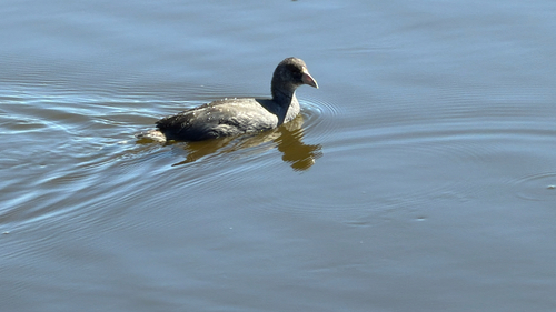 American Coot
