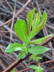 Salix pseudomonticola