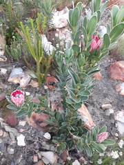 Protea × hybrida